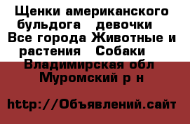 Щенки американского бульдога ( девочки) - Все города Животные и растения » Собаки   . Владимирская обл.,Муромский р-н